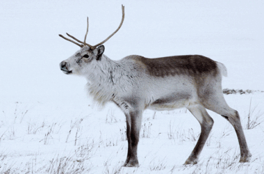 Pâturage avec les rennes d'Islande - Des troupeaux de rennes sauvages prospèrent dans l'est de l'Islande