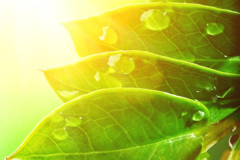 La photosynthèse des feuilles du soleil