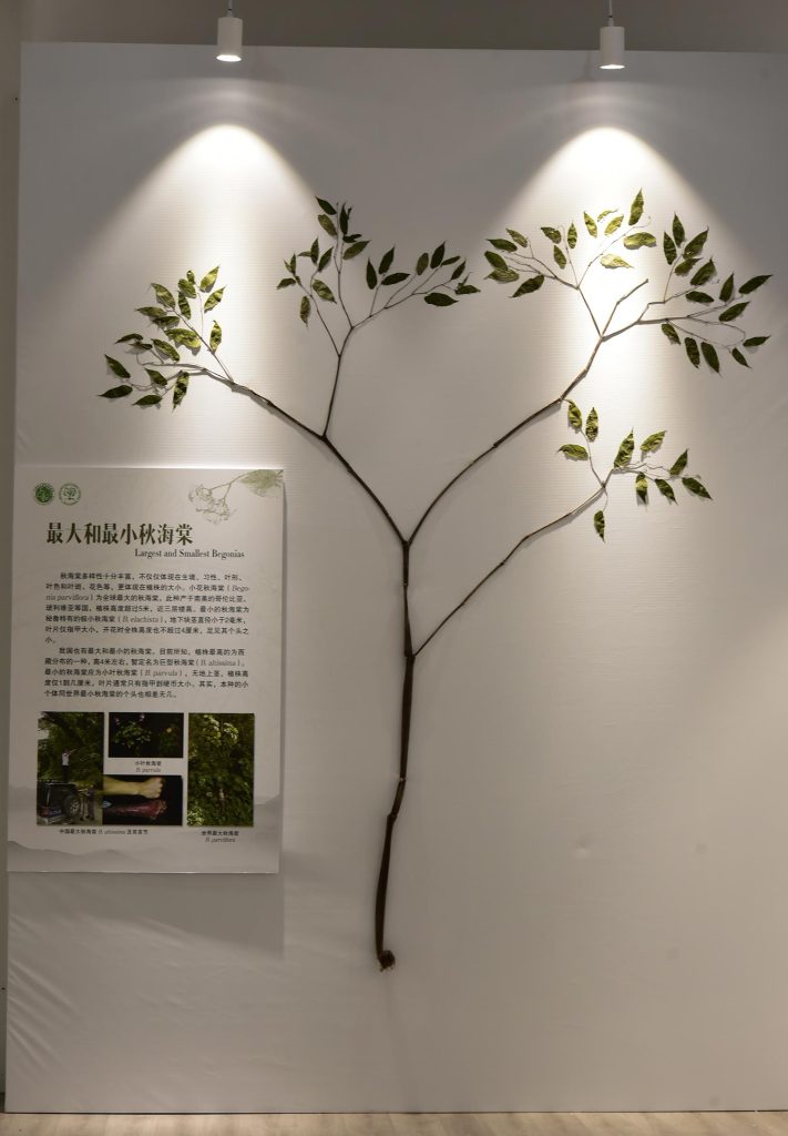 Exposition Begonia Gigantica