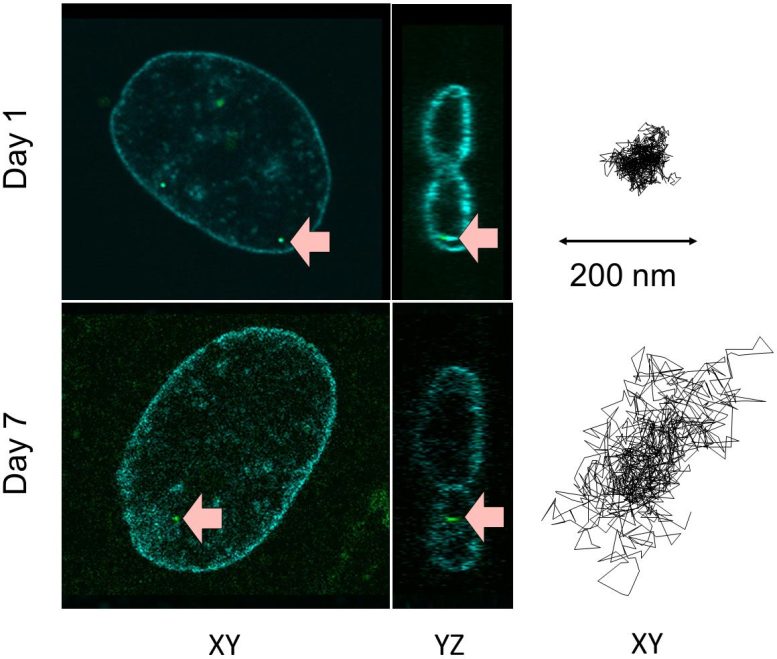 Mouvement des billes dans la différenciation des noyaux de cellules souches