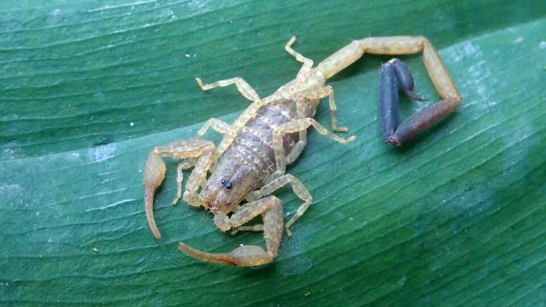 Scorpion à écorce (Centruroides berstoni)