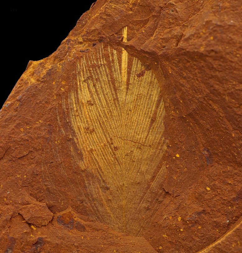 Ancien fossile de plume