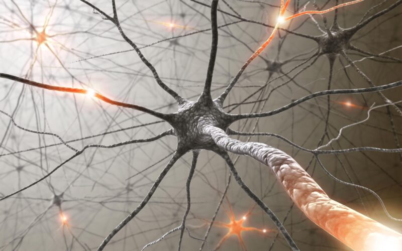 Tangled Messages : Les circuits neuronaux du cerveau à l'origine de la "constellation d'effets secondaires" de la chimiothérapie.