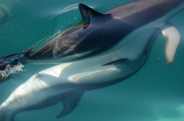 Des chercheurs découvrent que les dauphins femelles ont un clitoris fonctionnel - "étonnamment similaire" à la forme chez les humains