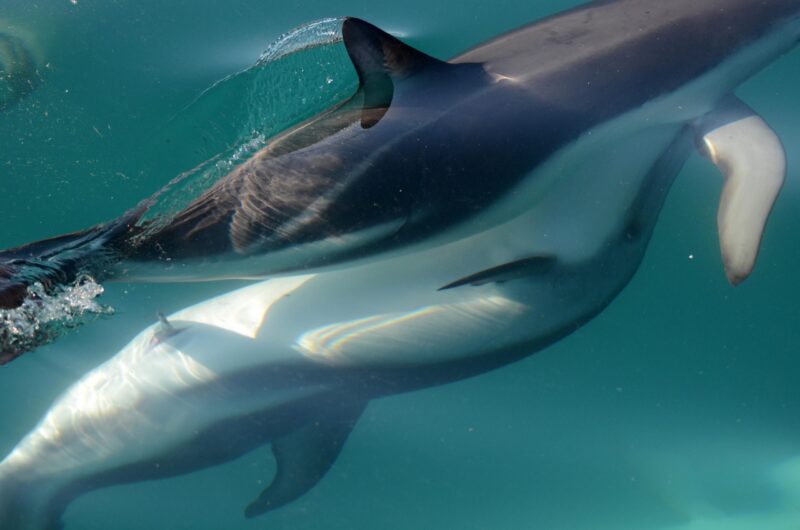 Des chercheurs découvrent que les dauphins femelles ont un clitoris fonctionnel - "étonnamment similaire" à la forme chez les humains
