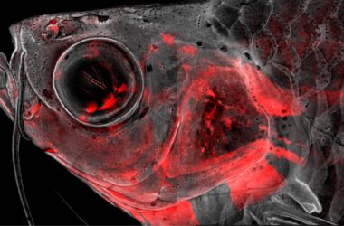 Confocal Microscopy Adult Zebrafish