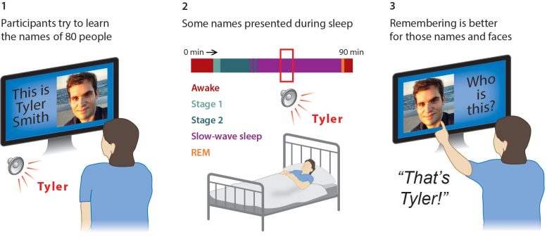 Trois étapes principales de l'expérience sur la mémoire du sommeil