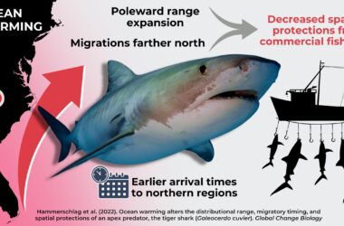 Les migrations du requin-tigre modifiées par l'augmentation de la température des océans due au changement climatique