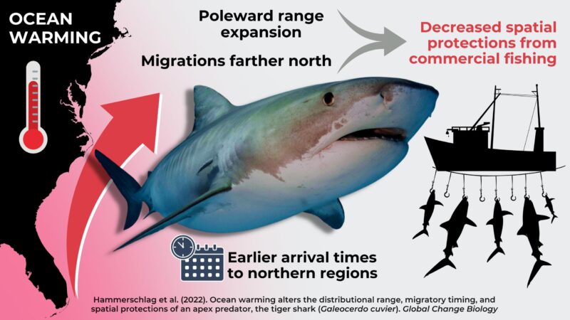 Les migrations du requin-tigre modifiées par l'augmentation de la température des océans due au changement climatique