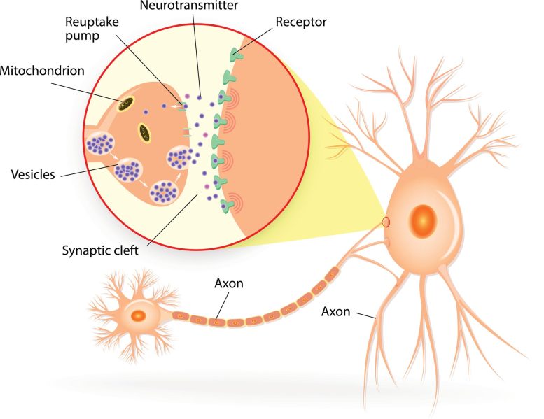 Neurones Synapses Neurotransmetteurs