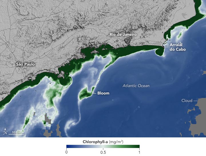Marée rouge Rio 2021 Chlorophylle annotée
