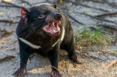 Tasmanian Devil Mouth Open