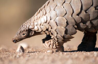 Pangolin Searching for Ants