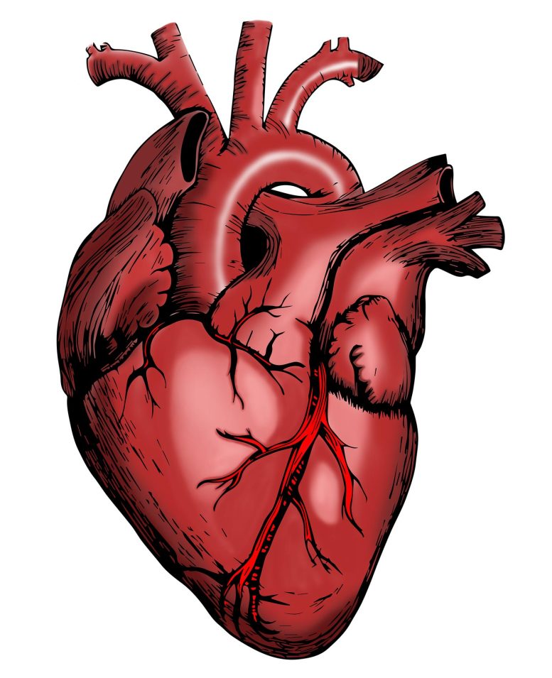 Illustration du cœur