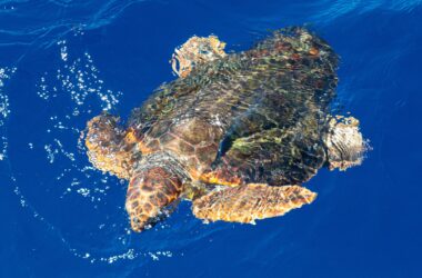 Le déplacement des fermetures d'océans est le meilleur moyen de protéger les animaux des prises accidentelles des pêcheurs