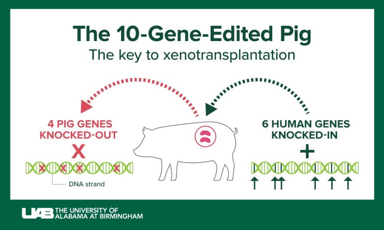 Infographie sur le cochon à 10 gènes