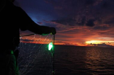 Tout le monde y gagne : Les filets lumineux à LED réduisent considérablement les prises accessoires d'animaux sauvages tout en rendant la pêche plus efficace.