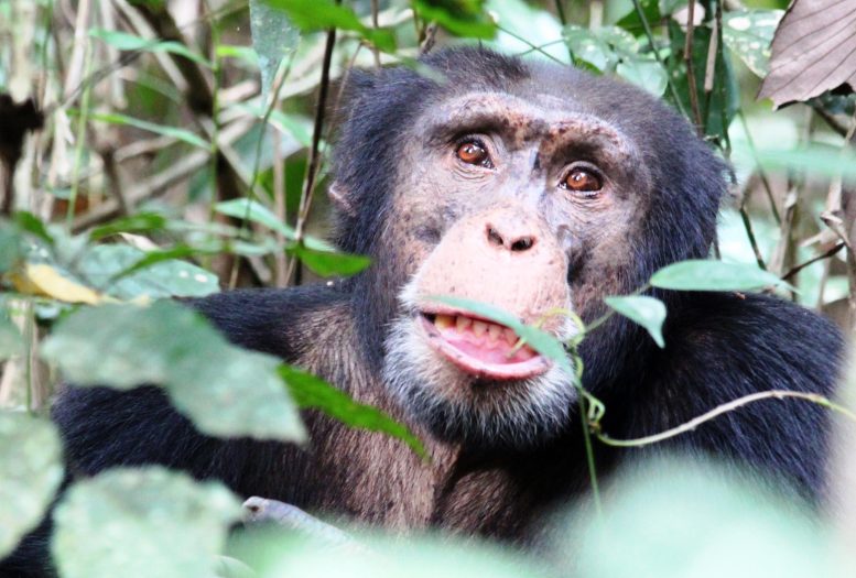 Chimpanzé dans les montagnes de Nimba.