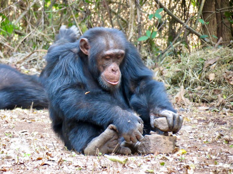 Chimpanzé cassant une noix avec des pierres