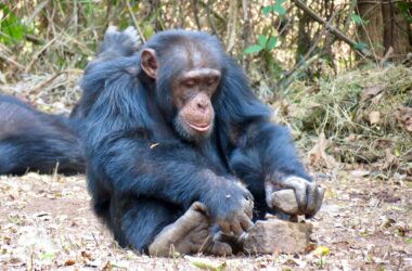 La culture des chimpanzés - plus proche de la culture humaine qu'on ne le pense souvent