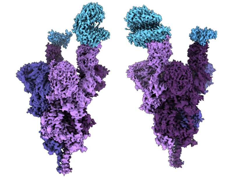 Atomic Structure of Omicron Variant Spike Protein