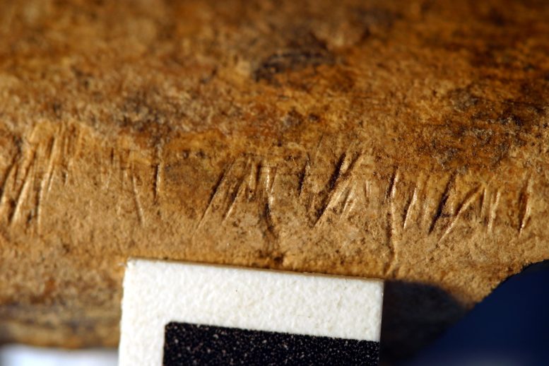Koobi Fora Os fossiles avec marques de coupe