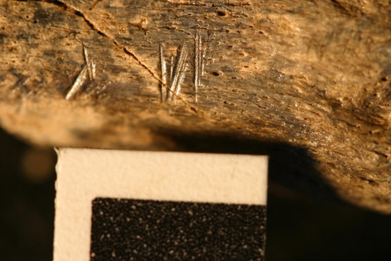 Os fossiles du Kenya avec des marques de coupure
