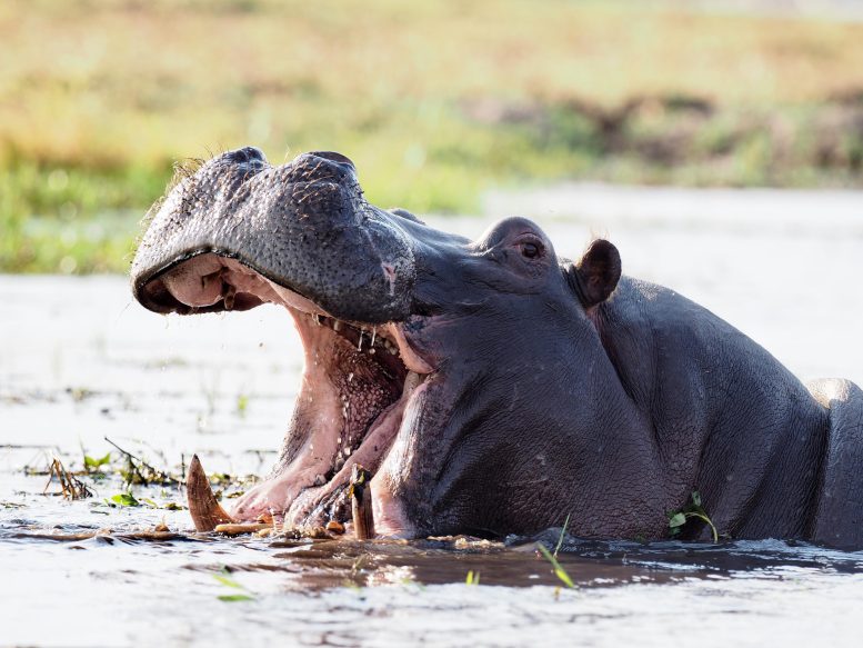 Hippopotame à bouche ouverte