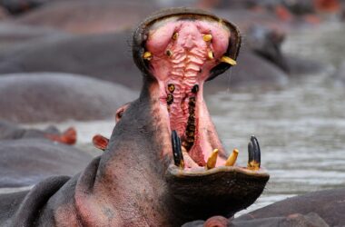 Hippo Open Mouth