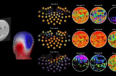 Une nouvelle technique de cartographie cérébrale révèle le code neuronal du traitement de la vision au fil du temps