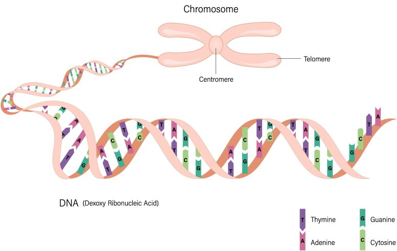 Illustration de l'ADN d'un chromosome