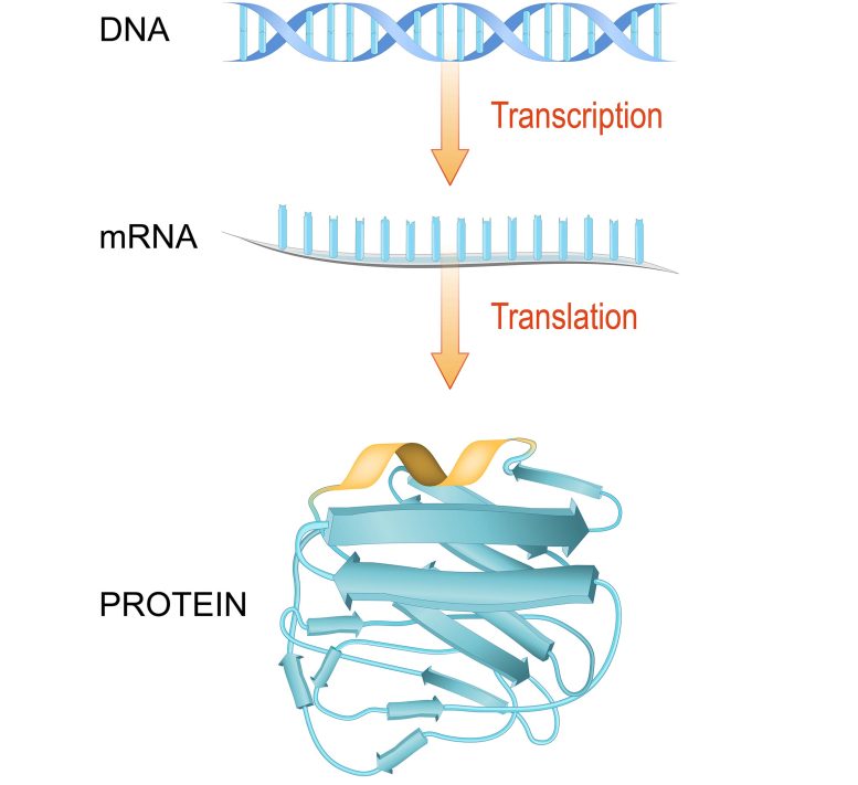 ADN ARNm Protéine