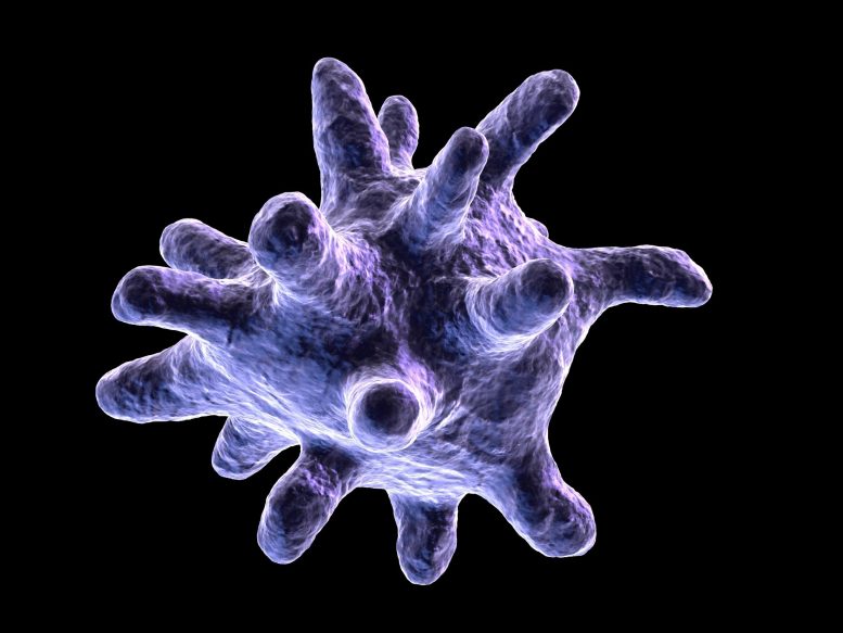 Illustration d'une cellule macrophage