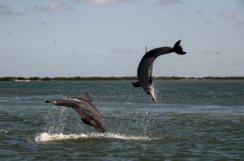 Les dauphins en action