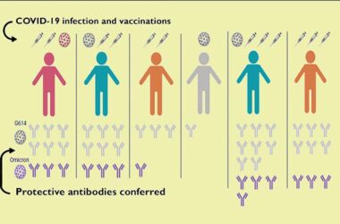 Antibody Responses After COVID Infection or Vaccination
