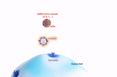 Des nanobulles "superpuissantes" pourraient traiter et prévenir le COVID-19 - y compris ses variantes actuelles et futures