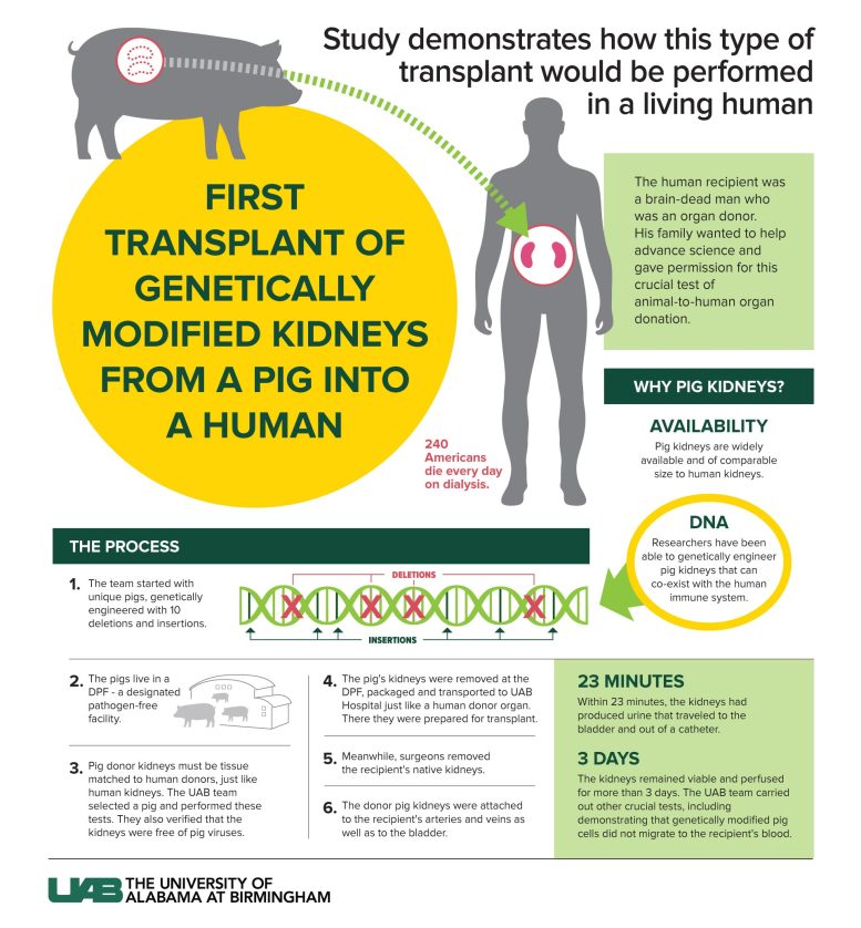 Infographie sur la xénotransplantation