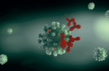 Antibodies Attacking Coronavirus Virus Cell