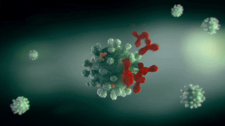 Des anticorps s'attaquent à la cellule du virus Coronavirus