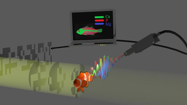 Analyse computationnelle de la fluorescence fantôme par rayons X