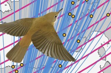 Reed Warblers Use Magnetic Information As Stop Sign