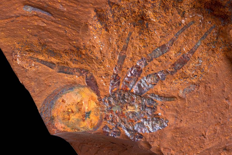 Ancien fossile d'araignée