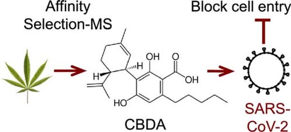 Une illustration montrant comment les cannabinoïdes peuvent bloquer l'entrée du SRAS-CoV-2 dans les cellules humaines.