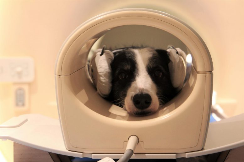 Un chien dans un scanner cérébral