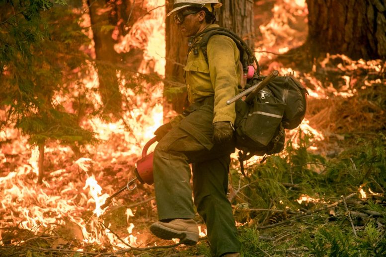 Brûlage dirigé par le service forestier américain