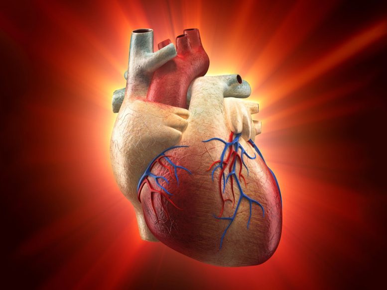 Inflammation du cœur humain