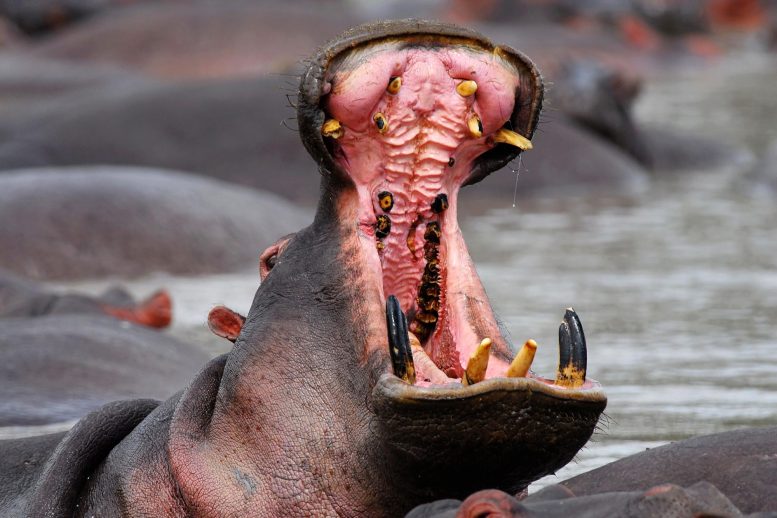 L'hippopotame ouvre la bouche
