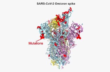 SARS-CoV-2 Omicron Spike Protein Model