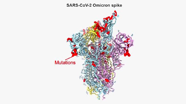 SARS-CoV-2 Omicron Spike Protein Model