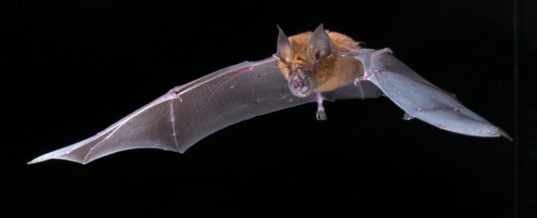 Rhinolophus rouxi Bat